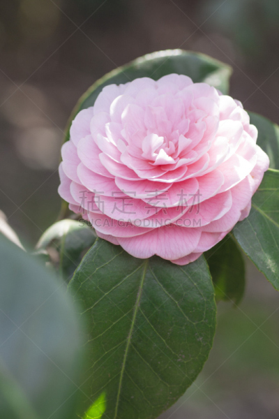 茶花,垂直画幅,植物,无人,东京,园艺,园林,粉色,特写,花瓣