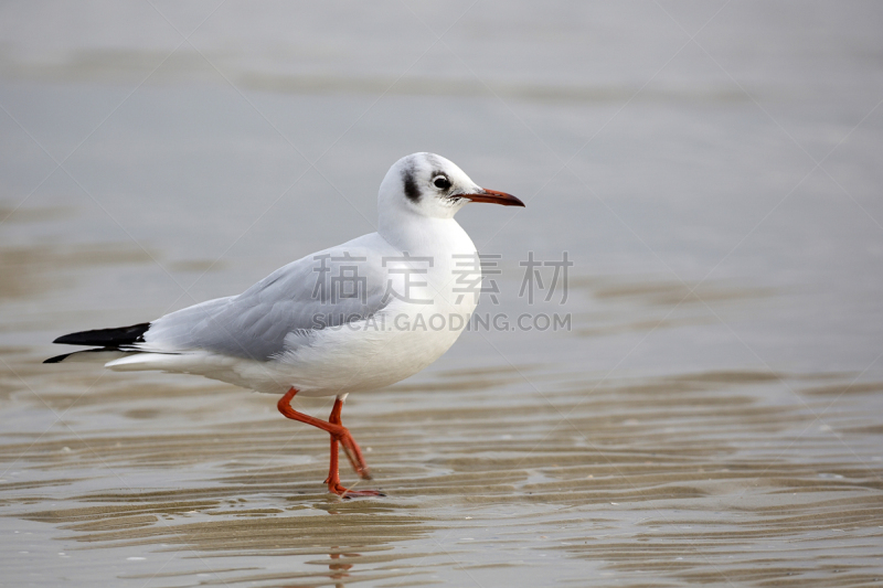 野外动物,海鸥,自然,波兰,野生动物,灰色,图像,海洋,银色,动物