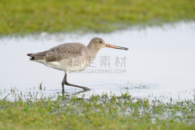 黑尾鹬,自然,水,野生动物,黑尾塍鹬,水平画幅,全身像,鸟类,野外动物,觅食