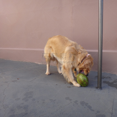 金毛寻回犬,小狗,绿色,进行中,自然美,美,锤子,灰狼,哺乳纲,寻回（动物习性）
