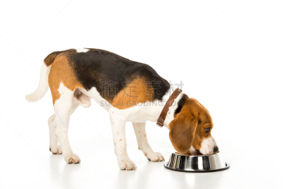 狗食,狗,比格犬,侧面视角,白色,分离着色,留白,水平画幅,爪子,动物身体部位