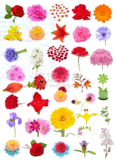 白色背景,自然美,分离着色,垂直画幅,芳香的,无人,玫瑰,组物体,百合花,秋海棠