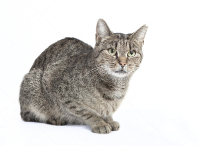 猫,条纹,分离着色,绿色眼睛,纯种犬,水平画幅,可爱的,猫科动物,爪子,动物身体部位