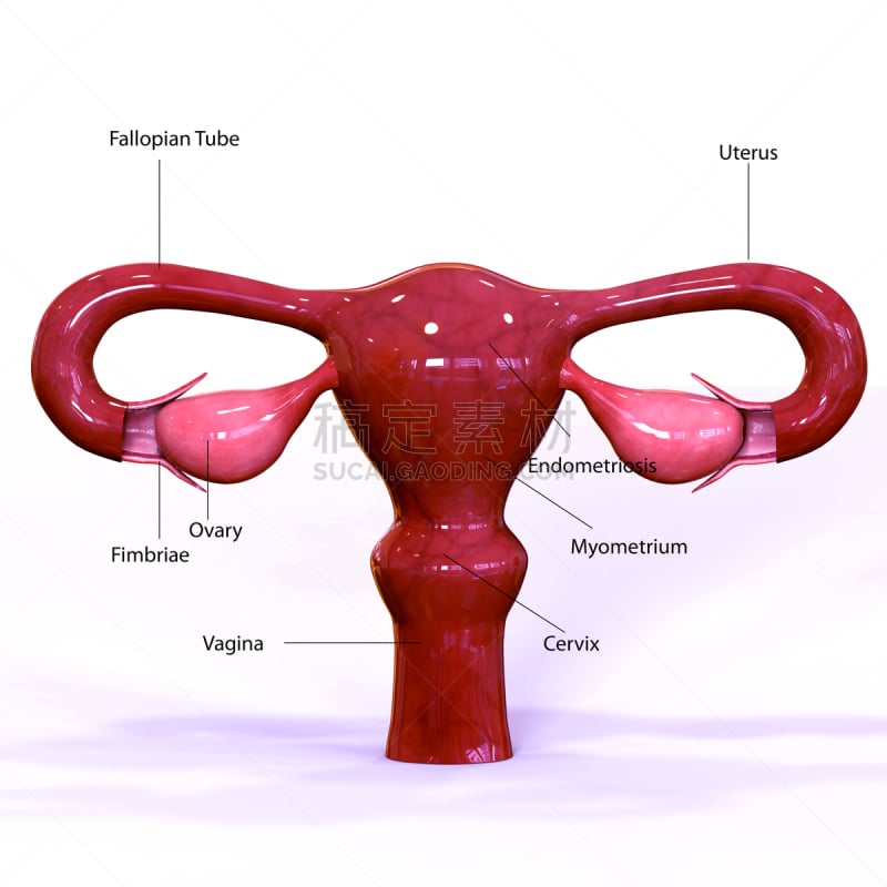 三维图形,女性生殖系统,输卵管,生殖器官,形状,雌性动物,健康保健,方形画幅