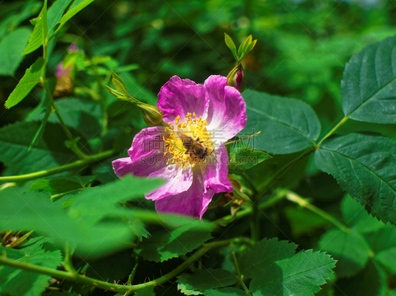 蜜蜂,野玫瑰,春天,美,凹陷地形,水平画幅,无人,夏天,户外,特写