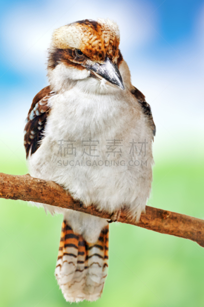 鸟类,笑笑翠鸟,垂直画幅,褐色,注视镜头,无人,家禽,动物身体部位,野外动物,户外