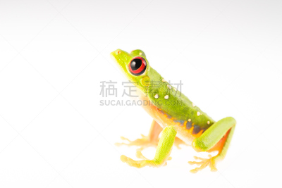青蛙,眼痛,数字9,自然,野生动物,水平画幅,绿色,小的,白色背景,动物身体部位
