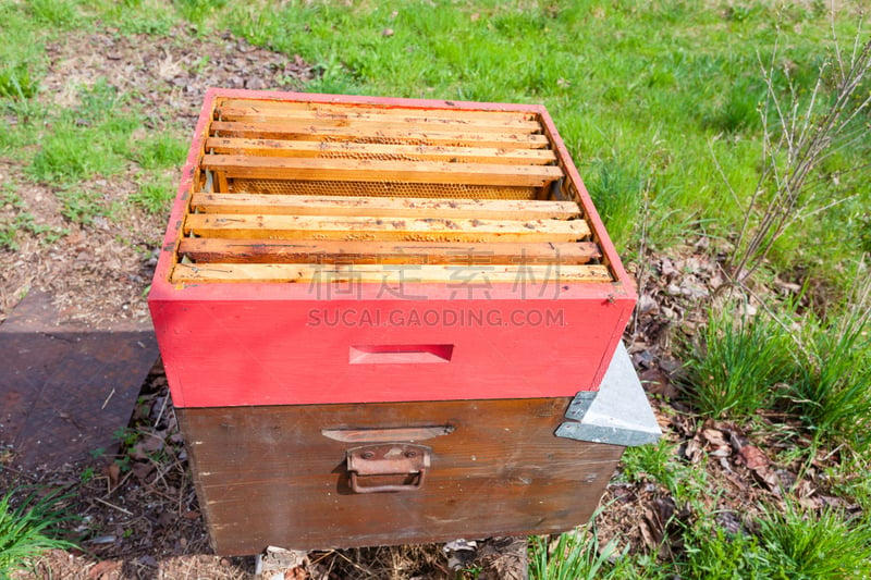 蜂箱,开着的,那波利甜点,昆虫群,beekeeper,蜂蜡,养蜂,梳子,美,水平画幅