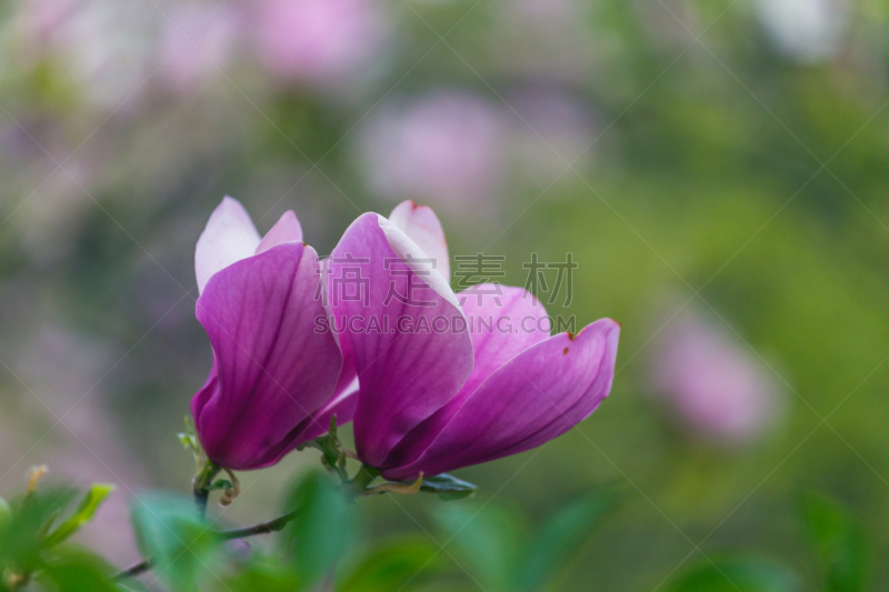 玉兰类,紫色,花朵,阿玛兰蒂,万代兰属,开花时间间隔,货亭,林荫大道,品红色,郁金香