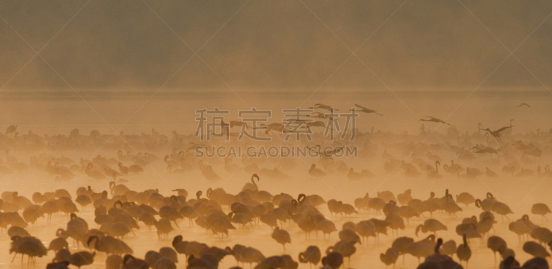 肯尼亚,湖,火烈鸟,动物群,埃尔门特塔湖,柏哥利亚湖,小火烈鸟,纳库鲁湖,水平画幅,无人