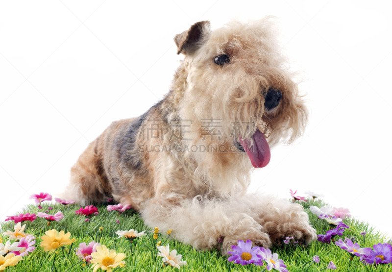 lakeland terrier,褐色,纯种犬,水平画幅,无人,梗犬,白色背景,草,一只动物,影棚拍摄