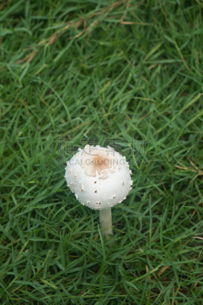 草,蘑菇,垂直画幅,符号,苔藓,户外,生物学,特写,毒蘑菇,真菌