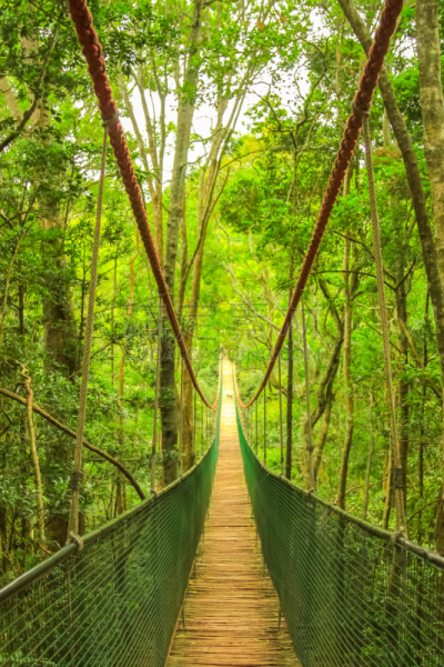 索桥,木制,垂直画幅,树梢,旅行者,户外,雨林,方向,建筑业
