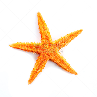 海星,留白,无人,海洋生命,干的,背景分离,方形画幅,理毛行为,星形,动物