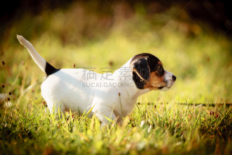 草,小狗,进行中,里面翻到外面,杰克拉瑟短腿犬,公园,可爱的,梗犬,波兰,肖像