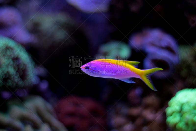 anthias fish,细斑石斑鱼,裸鳃亚目动物,鱼缸,马尔代夫,礁石,水族馆,热带鱼,水,艺术