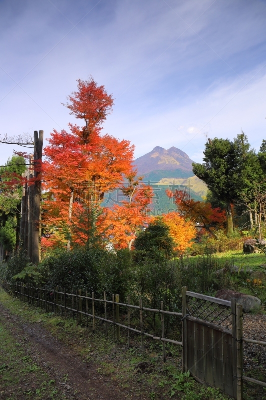 汤布院,秋天,叶子,凫山,由布市,大分县,鸡爪枫,枫叶,垂直画幅,无人