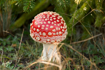 斑点,白色,伞形毒菌,毒蝇菇,自然,水平画幅,秋天,无人,有毒生物体,蘑菇