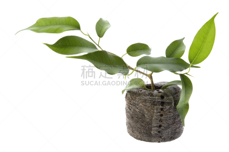 无花果树,植物,婴儿,moreton bay fig,indian rubber houseplant,哭树木,泥炭,新的,水平画幅,枝繁叶茂