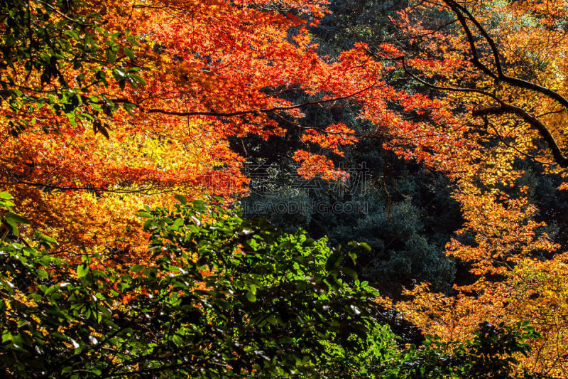 叶子,色彩鲜艳,清水寺,岩手县,京都府,里山,水平画幅,枝繁叶茂,无人,户外