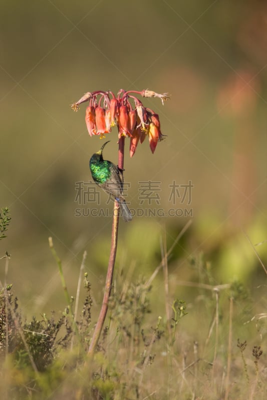 雄性动物,太阳鸟,动物食性,南,垂直画幅,鸟类,开普敦,户外,金属,西开普省