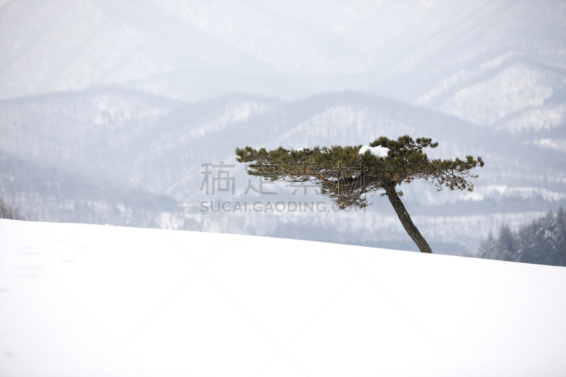 松树,雪,平昌郡,江原道,雪地,自然,天空,水平画幅,地形,无人