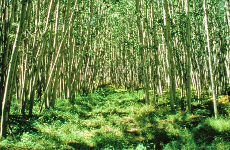 白杨类,路,草坪,视角,阿斯潘海伦德,白杨叶,枝繁叶茂,色彩鲜艳,自然美,林区