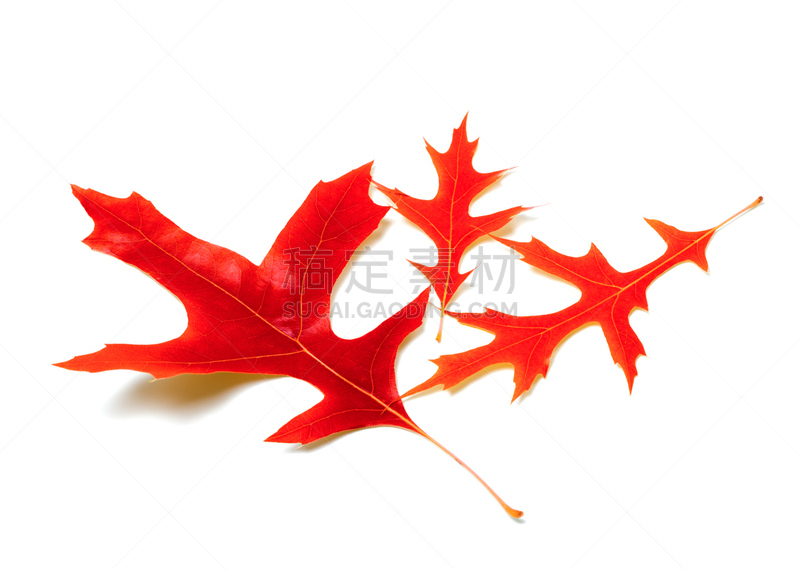 Three red leafs of oak