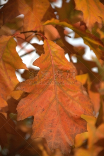 北方红橡树,橡树林地,自然,红色,季节,秋天,垂直画幅,环境,图像,叶脉