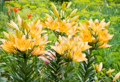 百合花,橙色,园林,占星百合,萼片,公园,复活节,水平画幅,户外,特写