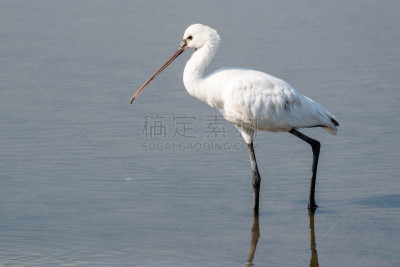 白琵鹭,阿拉伯联合酋长国,白色,自然,防水长靴,野生动物,图像,一只动物,波斯湾,野外动物