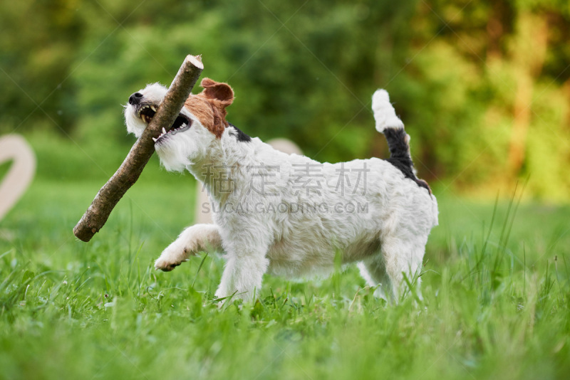 福克斯猎狐犬,狗,可爱的,幸福,派克大街,公园,水平画幅,梗犬,草坪,户外