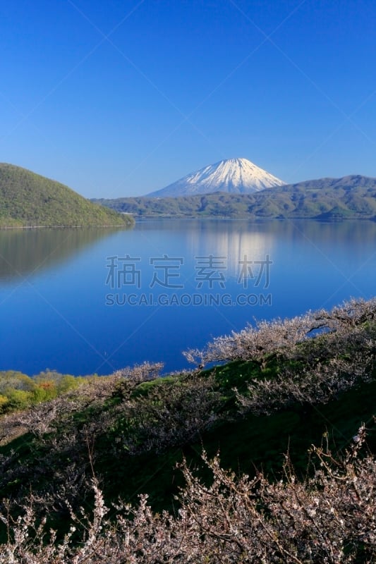 李子,洞爷湖,垂直画幅,无人,日本,羊蹄山,户外,北海道,春天