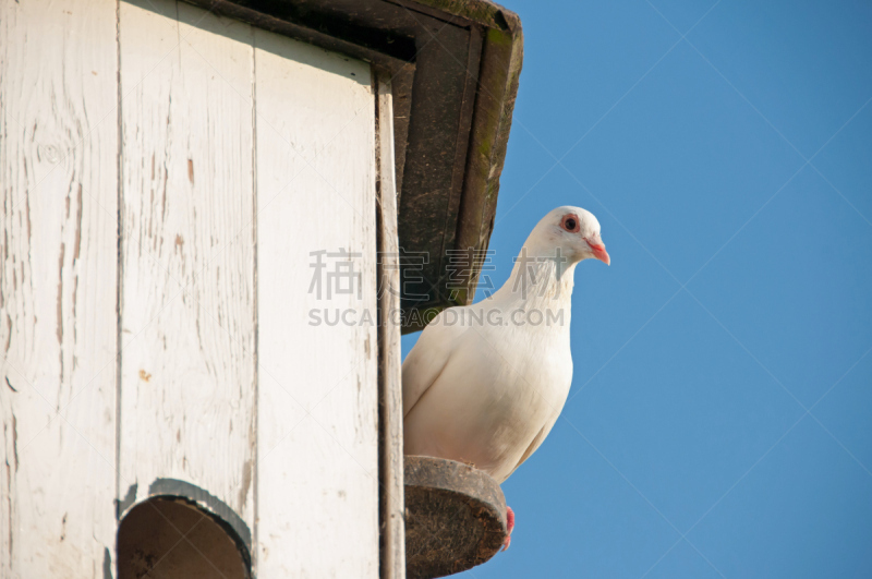 好奇心,斑鸠,鸽房,西罗普,爱探听私事的,小鸟笼,天空,美,灵性,水平画幅