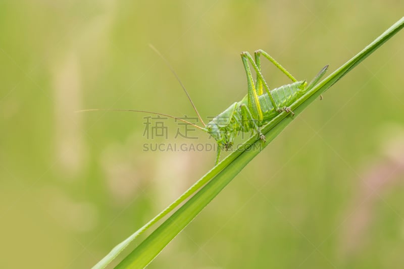 绿丛螽斯,金钟花,纺织娘,蝗虫,自然,草地,野生动物,水平画幅,无人,巨大的