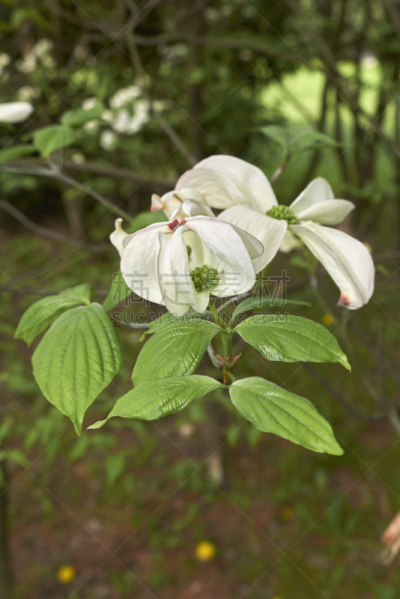 开花的山茱萸,山茱萸科,箭木,山茱萸,垂直画幅,美,公园,无人,夏天,户外