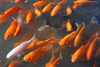 同里,鱼类,金鱼,自然,水,水平画幅,热带气候,无人,动物
