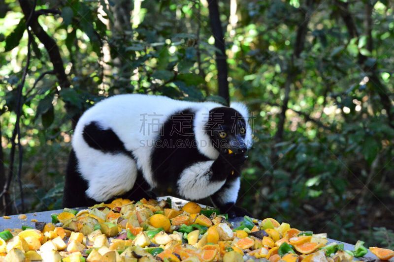 领狐猴,黑尾峡谷,水平画幅,户外,黑色,自然保护区,动物毛发,灵长目,濒危物种,亚利桑那