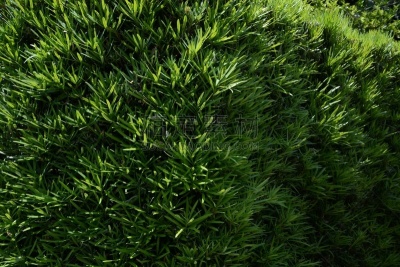李子,叶子,树篱,紫杉,松木,罗汉松,水平画幅,无人,夏天,户外