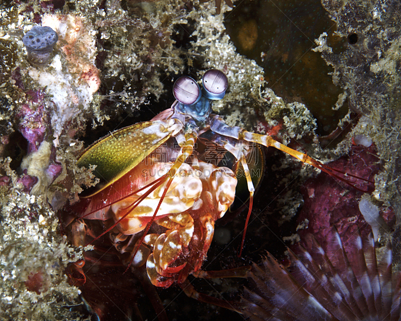 虾蛄,洞穴,水平画幅,注视镜头,水下,动物身体部位,海洋,触须,东南亚,礁石