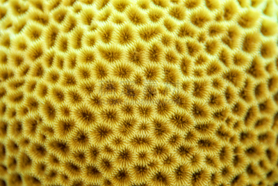 脑珊瑚,地形,迷宫脑珊瑚,达哈巴,红海,水,水平画幅,纹理效果,无人,埃及