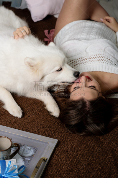 狗,萨摩耶犬,床,时装模特,青年女人,白色,自然美,纯种犬,斯堪的纳维亚半岛,画板