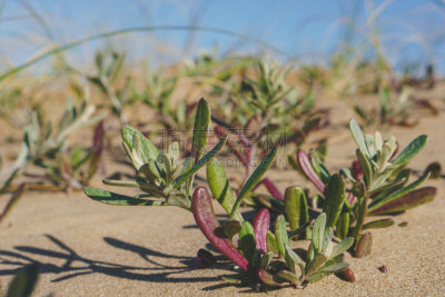 海岸线,海滩,沙丘,植物群,自然,水平画幅,地形,沙子,punta del este,无人