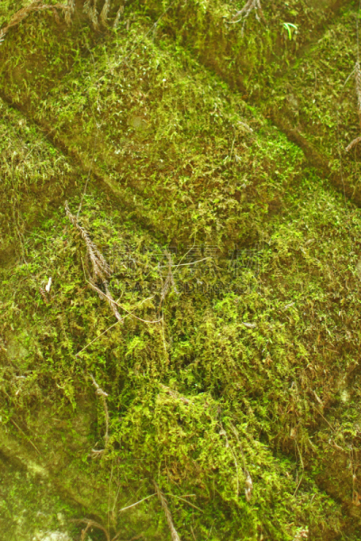 苔藓,相模原,挡土墙,神奈川县,生态多样性,垂直画幅,水,美,公园,枝繁叶茂