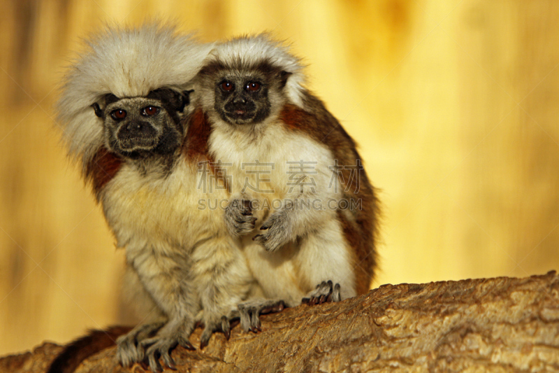 cotton-top tamarin,南美,哺乳纲,哥伦比亚,狨猴,水平画幅,动物,灵长目,肖像,幼小动物