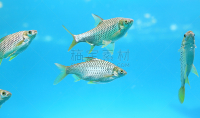 水族馆,鱼类,爪哇,动物群,细毛纤维,水,水平画幅,银色,简易钓鱼,水下