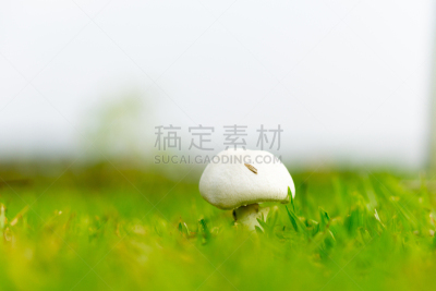 草,绿色,白蘑菇,弹出式商店,素食,苔藓,草坪,夏天,画笔,农作物