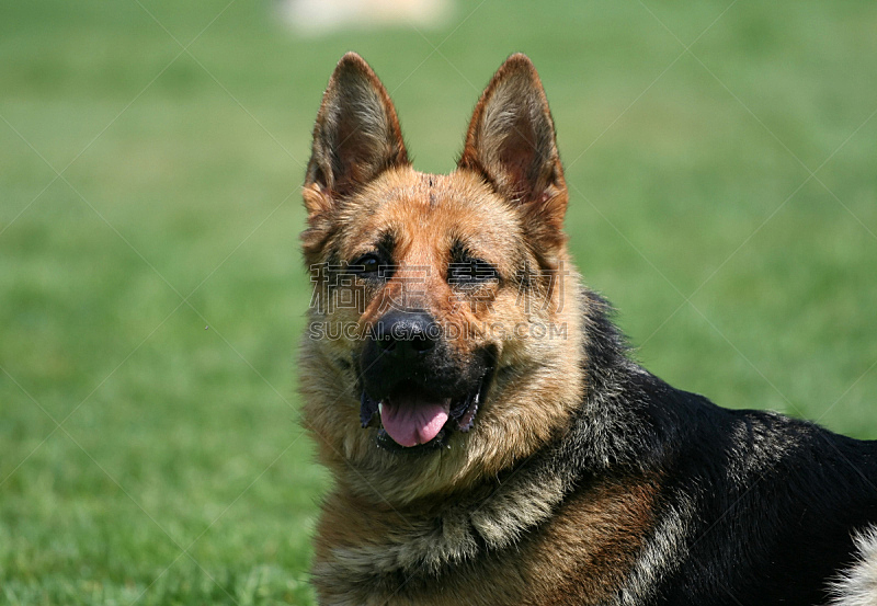 狗 纯种犬 幼小动物 特写 动物毛 德国牧羊犬 注视镜头 美 褐色 美人图片素材下载 稿定素材