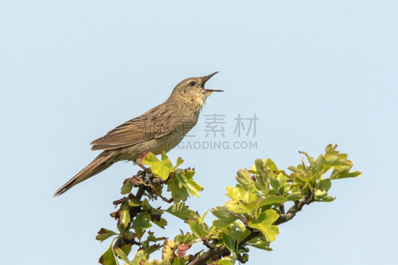 鸟类,黑斑蝗莺,季节,春天,选择对焦,公园,褐色,食肉鸟,水平画幅,鸣鸟