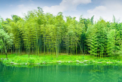 竹,岚山,竹林,花科植物,风水,星和园,植物茎,枝繁叶茂,园艺展览,自然公园